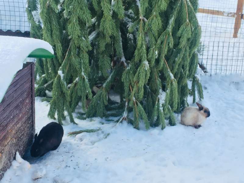 Около 150 чебоксарцев обменяли новогодние елки на бесплатный билет в «Ковчег»